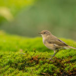 Tjiftjaf - HBN8 (NL) - 29 augustus - 2022 - A69I1235.jpg