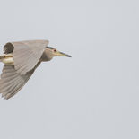 Kwak - Black-crowned Night Heron - Gambia - mei 2022 - A69I0024.jpg