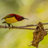 Goulds Honingzuiger - Mrs. Gould's Sunbird - Vietnam - 19 januari 2023 - A5A2073.jpg