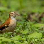 Bleekpootovenvogel - Pale-legged Hornero - Ecuador -  7 oktober 2021 - A69I0543.jpg