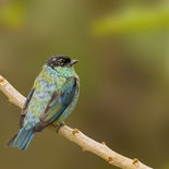Heines Tanage - Black-capped Tanager - Ecuador - 3 oktober 2021 A69I6427.jpg