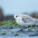 Drieteenstrandloper - Brouwersdam - 9 november 2022 - A69I2219.jpg