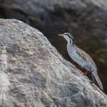 Bergbeekeend - Torrent Duck - Ecuador - 28 september 2021 - A69I6012.jpg