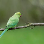 Halsbandparkiet - Kruibeke - 18 februari 2022 -  A69I6322.jpg