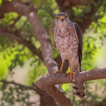 Shikra - Gambia - mei 2022 - A69I6263.jpg