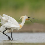 Lepelaar - Tholen - NL -  5 mei 2022 -  A69I8565.jpg