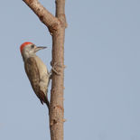 Grijsgroene Specht - Grey Woodpecker  - Gambia - mei 2022 - A69I1169.jpg