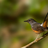 Shamalijster - White-rumped Shama - Vietnam - 16 januari 2023 - A5A9057.jpg