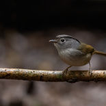 Maleise Alcippe - Mountain Fulvetta - Vietnam - 20 januari 2023 - A5A4452.jpg