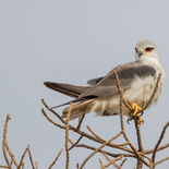 Grijze Wouw - Black-winged Kite - Gambia - mei 2022 - A69I8990.jpg