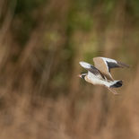 Zwartvleugelkievit - Black-headed Lapwing - Gambia - mei 2022 - A69I3566.jpg
