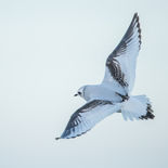 Ross' Meeuw - Nieuwpoort -  7 januari 2022 - A69I4773.jpg