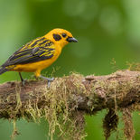 Goudtangare - Golden Tanager - Ecuador -  oktober 2021 - A69I1648.jpg