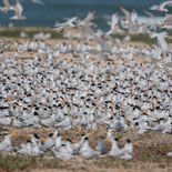 Afrikaanse Koningsstern - West African Crested Tern - Senegal - mei 2022 - A69I5577.jpg