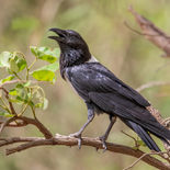 Schildraaf - Pied Crow - Gambia - mei 2022 - A69I1358.jpg