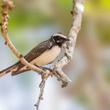 Indische Waaierstaart - White-browed Fantail -  Sri Lanka - juli_augustus - 2022 - A69I841