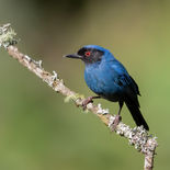 Maskerberghoningkruiper - Masked Flowerpiercer - Ecuador - oktober 2021 - A69I3182.jpg