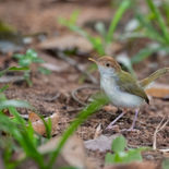 Langstaartsnijdervogel - Common Tailorbird -  Sri Lanka - juli_augustus - 2022 - A69I0005.