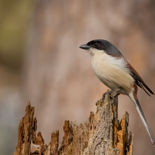 Birmese Klauwier - Burmese Shrike - Vietnam - 21 januari 2023 - A5A5015.jpg