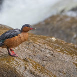 Bergbeekeend - Torrent Duck - Ecuador - 28 september 2021 - A69I5989.jpg
