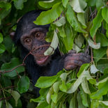 Chimpansee - Chimpanzee - Gambia - mei 2022 - A69I4688.jpg