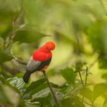 Rotshaan - Cock-of-the-rock -  Ecuador - 4 oktober 2021 A69I7554.jpg