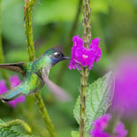 Paarskopkolibrie - Violet-headed Hummingbird - Ecuador - 29 september 2021 - A69I0963.jpg