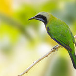 Oranjebuikbladvogel -Orange-bellied Leafbird - Vietnam - 19 januari 2023 - A5A1866.jpg