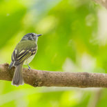 Grijskruinleptopogon - Slaty-capped Flycatcher - Ecuador -  oktober 2021 - A69I1922.jpg