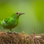 Groene Suikervogel - Green Honeycreeper - Ecuador - 7 oktober 2021 - A69I0632.jpg