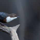 Waterspreeuw - Plombière - 28 februari  2023 - 5A9172.jpg