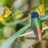 Bronsstaartsaffierkolibrie - Golden-tailed Sapphire- Ecuador - 30 september 2021 - A69I100