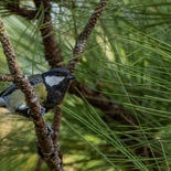 Bergkoolmees - Green-backed Tit - Vietnam - 20 januari 2023 - A5A2950.jpg