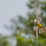Geelwangbuulbuul - Flavescent Bulbul  - Vietnam - 12 januari 2023 - 5A4055.jpg