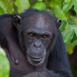 Chimpansee - Chimpanzee - Gambia - mei 2022 - A69I4670.jpg