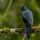 Struiktroepiaal - Scrub Blackbird - Ecuador - 7 oktober 2021 - A69I0163.jpg