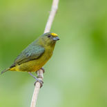 Groenkoporganist - Bronze-green Euphonia - Ecuador - 1 oktober 2021 - A69I2029.jpg