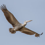 Kleine Pelikaan - Pink-backed Pelican - Gambia - mei 2022 - A69I1310.jpg