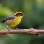 Roodnekstruikgors - Rufous-naped Brush Finch - Ecuador -   27 september 2021 - A69I4684.jp