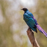 Groene Langstaartglasspreeuw - Long-tailed Glossy Starling - Gambia - mei 2022 - A69I9408.