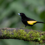 Geelrugtangare - Lemon-rumped Tanager - Ecuador - 6 en 8 oktober 2021 - A69I9165.jpg