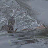 Waterroodstaart - Plumbeous Water Redstart - Vietnam - 21 januari 2023 - A5A4636.jpg