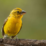 Geelbuikkardinaal - Golden Grosbeak - Ecuador - 3 oktober 2021 - A69I7859.jpg