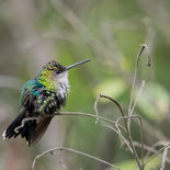 Groenkruinbosnimf - Green-crowned Woodnymp - Ecuador - 4 oktober 2021 - A69I8021.jpg