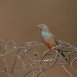 Blauwfazantje - Red-cheeked Cordon-bleu - Gambia - mei 2022 - A69I3852.jpg