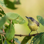 Goudbuikmangrovezanger - Golden-bellied Gerygoner - Vietnam - 24 januari 2023 - A5A7242.jp