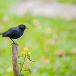 Indisch Paapje - Indian Robin - Sri Lanka - juli_augustus - 2022 - A69I9376.jpg