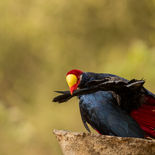Violette Toerako - Violet Turaco - Gambia - mei 2022 - A69I9719.jpg