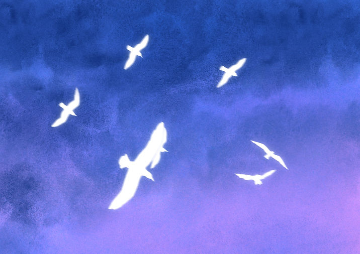 Sky gabbiani 150dpi.jpg
