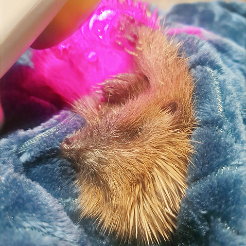 Hedgehog red light_edited.jpg